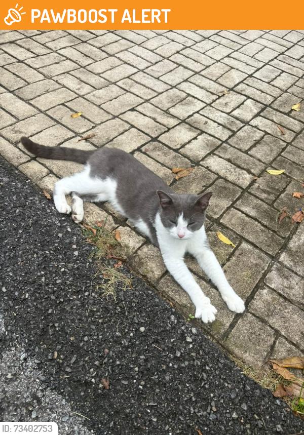 Found/Stray Male Cat last seen Fort Couch Rd. And McMillan Rd., Upper St. Clair Township, PA 15241