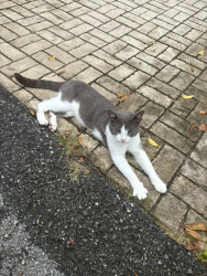 Found/Stray Male Cat last seen Fort Couch Rd. And McMillan Rd., Upper St. Clair Township, PA 15241