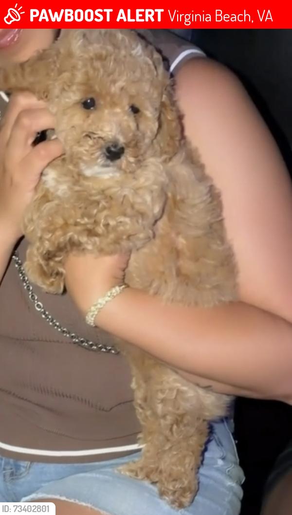 Lost Female Dog last seen By Waffle hse near Indian river virginia beach, Virginia Beach, VA 23456