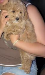 Lost Female Dog last seen By Waffle hse near Indian river virginia beach, Virginia Beach, VA 23456