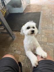 Lost Female Dog last seen Sherly, Los Angeles, CA 91324
