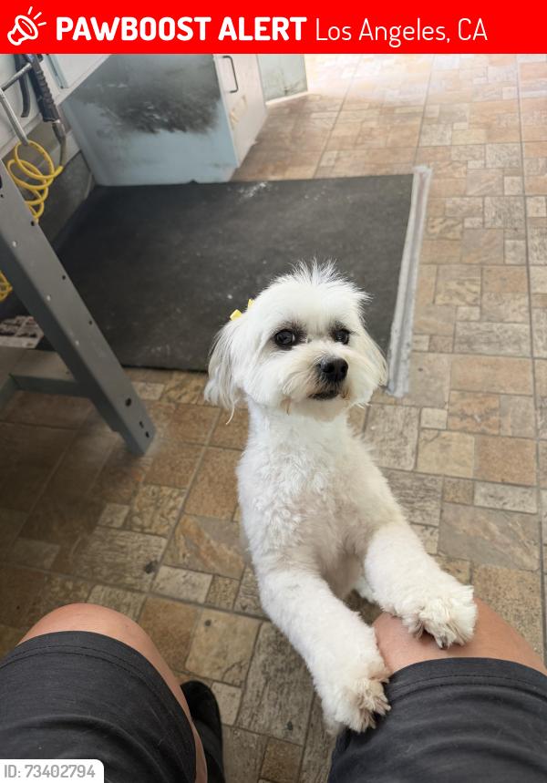 Lost Female Dog last seen Sherly, Los Angeles, CA 91324
