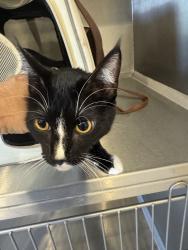 Found/Stray Female Cat last seen Cambridge Heights, Clifton, NJ 07013