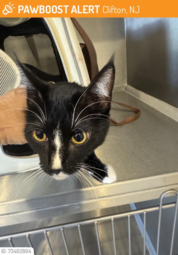 Found/Stray Female Cat last seen Cambridge Heights, Clifton, NJ 07013