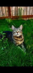 Lost Female Cat last seen Near East Olympic Avenue, Spokane, WA 99207