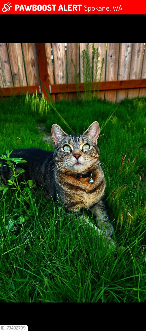 Lost Female Cat last seen Near East Olympic Avenue, Spokane, WA 99207
