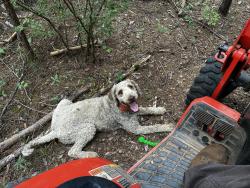 Lost Male Dog last seen Vienna Dozier and Shannon Acres, Pfafftown, NC 27040