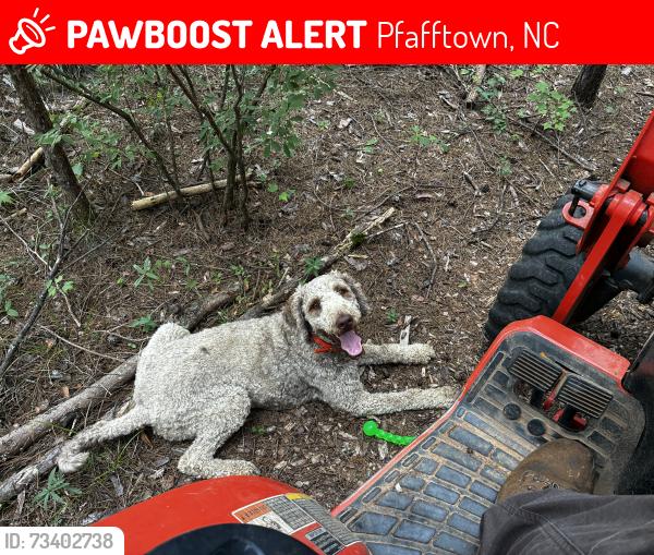 Lost Male Dog last seen Vienna Dozier and Shannon Acres, Pfafftown, NC 27040