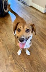 Shelter Stray Female Dog last seen Near Church St, Decatur GA 30030, 30030, GA, 3280 Chamblee Dunwoody Rd, Chamblee, GA 30341, USA