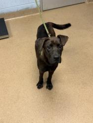 Shelter Stray Male Dog last seen Near THOMAS TERRACE Decatur, 30032, 30032, GA, 3280 Chamblee Dunwoody Rd, Chamblee, GA 30341, USA