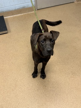 Shelter Stray Male Dog last seen Near THOMAS TERRACE Decatur, 30032, 30032, GA, 3280 Chamblee Dunwoody Rd, Chamblee, GA 30341, USA