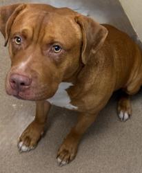 Shelter Stray Male Dog last seen , , GA, 3280 Chamblee Dunwoody Rd, Chamblee, GA 30341, USA