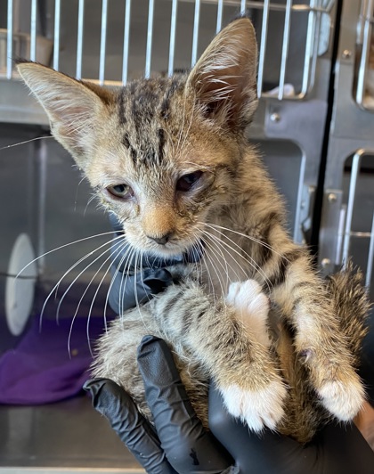 Shelter Stray Male Cat last seen Near March McCall Way, CITY of El Paso, TX, 5001 Fred Wilson Ave, El Paso, TX 79906, USA