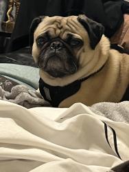 Lost Male Dog last seen Was seen picked up my stripes on loop 20 in front of south freshmen campus, Laredo, TX 78046