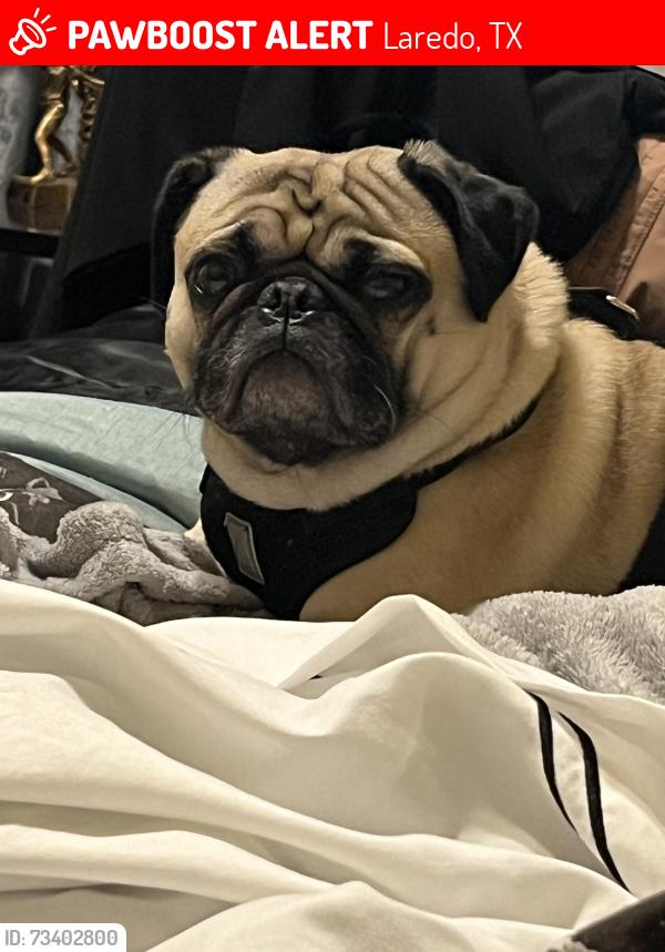 Lost Male Dog last seen Was seen picked up my stripes on loop 20 in front of south freshmen campus, Laredo, TX 78046