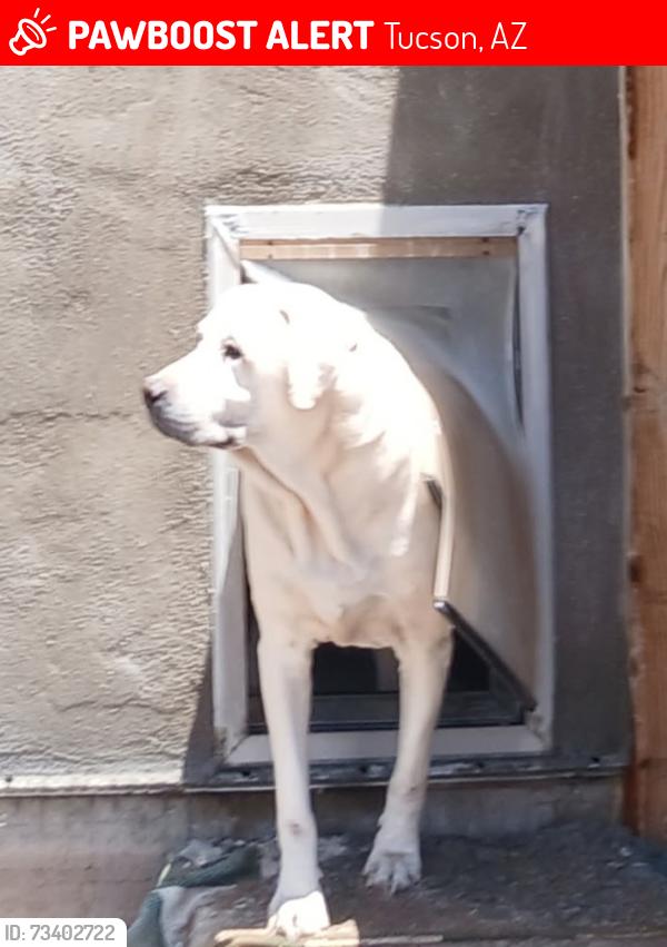 Lost Male Dog last seen Prince and Romero, Tucson, AZ 85705