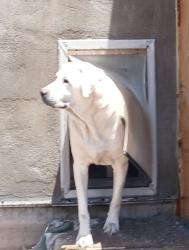 Lost Male Dog last seen Prince and Romero, Tucson, AZ 85705