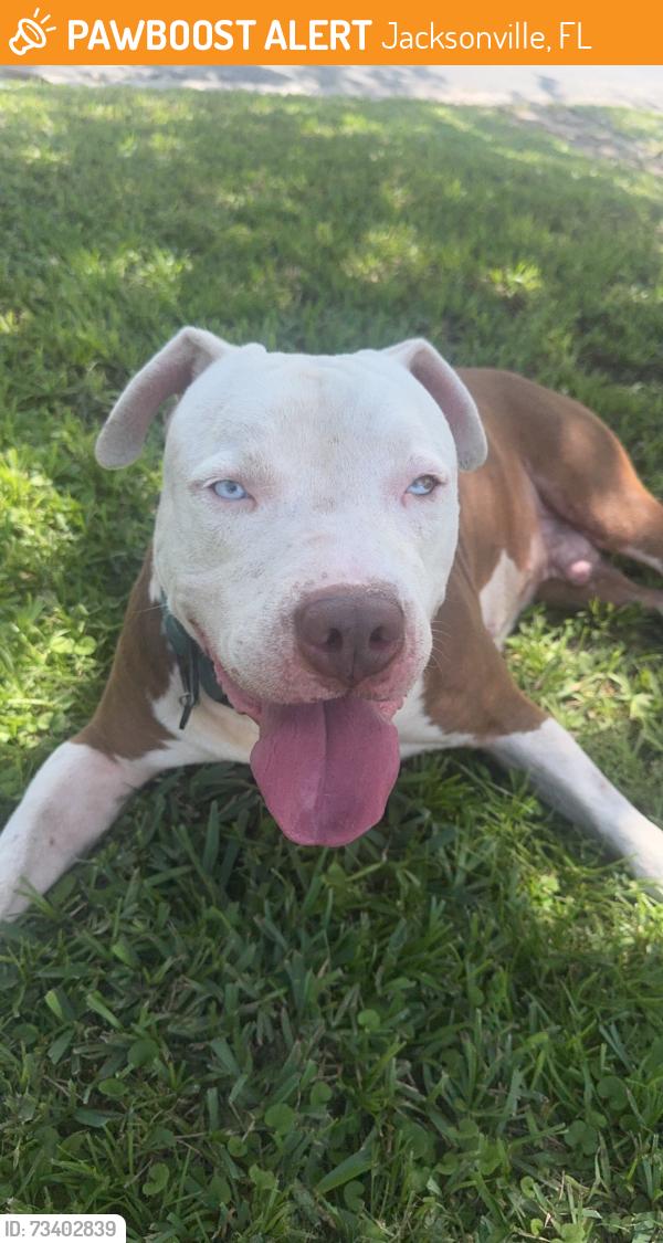 Found/Stray Male Dog last seen Near trekker street Jacksonville fl 32216, Jacksonville, FL 32216