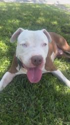 Found/Stray Male Dog last seen Near trekker street Jacksonville fl 32216, Jacksonville, FL 32216