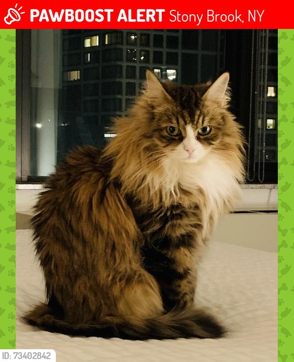 Lost Female Cat last seen Seville, Stony Brook, NY 11790