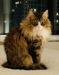 Lost Female Cat last seen Seville, Stony Brook, NY 11790