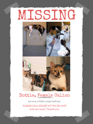 Lost Female Cat last seen Cottage bluff lane and baywood Forest, Knightdale, NC 27545