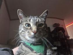 Lost Male Cat last seen Pettijean Ct & List St, Parkview Properties trailer park, Green Bay, WI 54302