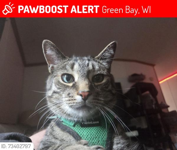 Lost Male Cat last seen Pettijean Ct & List St, Parkview Properties trailer park, Green Bay, WI 54302