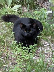 Lost Male Cat last seen Matheson and M22, Northport, MI 49670