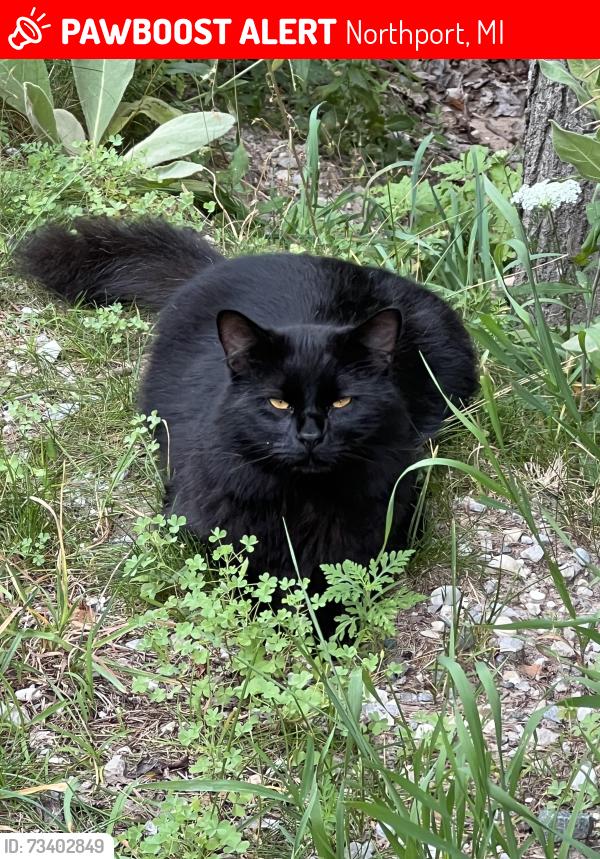 Lost Male Cat last seen Matheson and M22, Northport, MI 49670