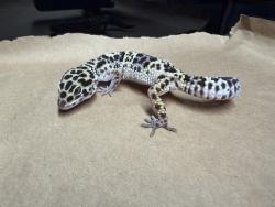 Shelter Stray Unknown Reptile last seen Near Imperial Avenue, San Diego, CA, 92114, 5500 Gaines St, San Diego, CA 92110, USA