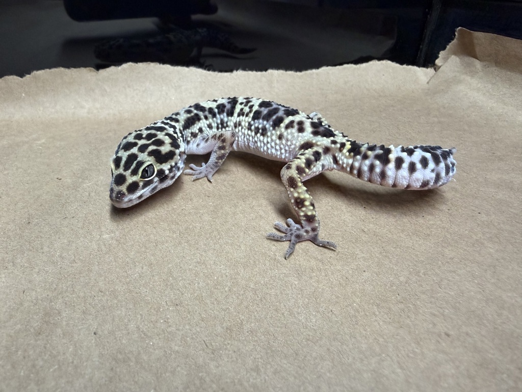 Shelter Stray Unknown Reptile last seen Near Imperial Avenue, San Diego, CA, 92114, 5500 Gaines St, San Diego, CA 92110, USA