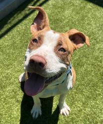 Shelter Stray Female Dog last seen Near Wildgrove Way, Vista, CA, 92081, El Cajon, CA 92020, USA