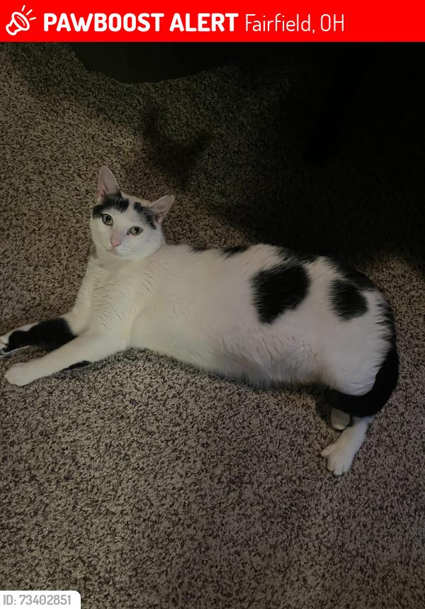 Lost Male Cat last seen Resor rd / pleasant ave, Fairfield, OH 45014
