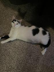 Lost Male Cat last seen Resor rd / pleasant ave, Fairfield, OH 45014