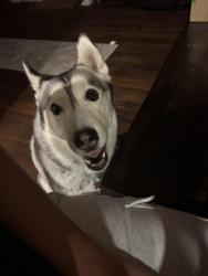 Reunited Female Dog last seen Verbena rd and Seneca rd, Adelanto, CA 92301