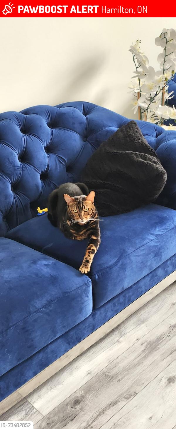 Lost Male Cat last seen Kittyhawk dr, Hamilton, ON 
