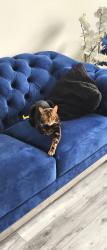 Lost Male Cat last seen Kittyhawk dr, Hamilton, ON 