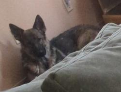 Lost Female Dog last seen Baltic Ave, Rio Rancho, NM 87124