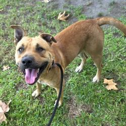 Found/Stray Male Dog last seen Near E Anaheim St, Long Beach, CA 90804, Long Beach, CA 90804