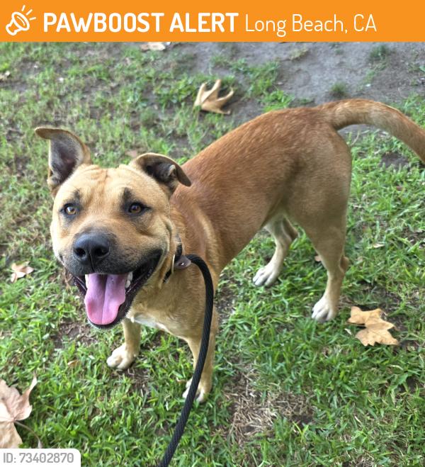 Found/Stray Male Dog last seen Near E Anaheim St, Long Beach, CA 90804, Long Beach, CA 90804