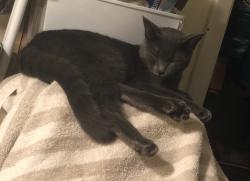 Reunited Female Cat last seen Dollar general, Burke County, NC 28655