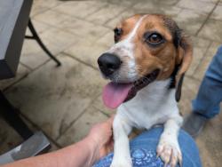 Found/Stray Female Dog last seen Auburn Church Road, Garner, NC 27529