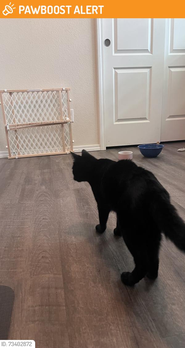 Found/Stray Unknown Cat last seen Morning Dove Drive and Summer Grace Street, Colorado Springs, CO 80923