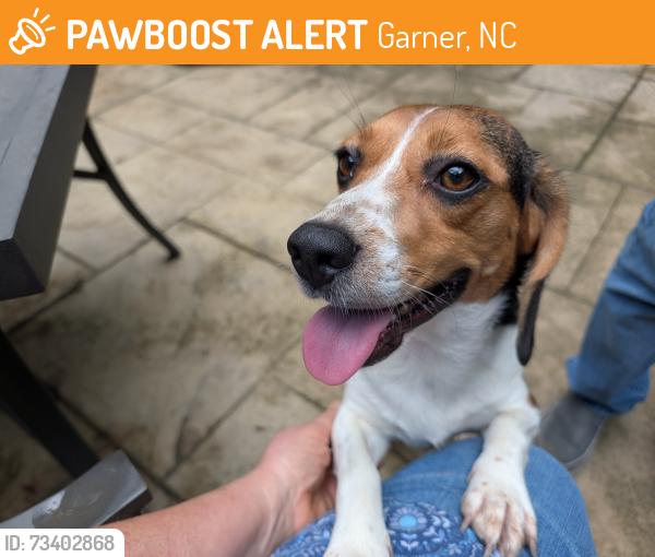 Found/Stray Female Dog last seen Auburn Church Road, Garner, NC 27529