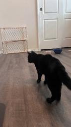 Found/Stray Unknown Cat last seen Morning Dove Drive and Summer Grace Street, Colorado Springs, CO 80923