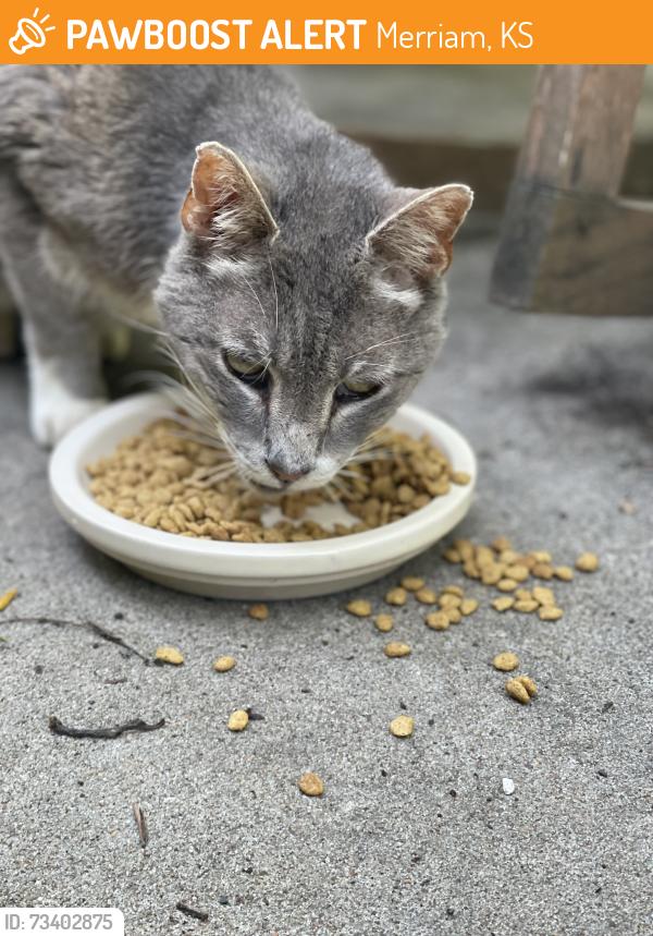 Found/Stray Unknown Cat last seen 67th and I35, Merriam, KS 66203