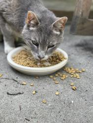Found/Stray Unknown Cat last seen 67th and I35, Merriam, KS 66203