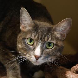 Shelter Stray Female Cat last seen , 3607 N Armenia Ave, Tampa, FL 33607, USA