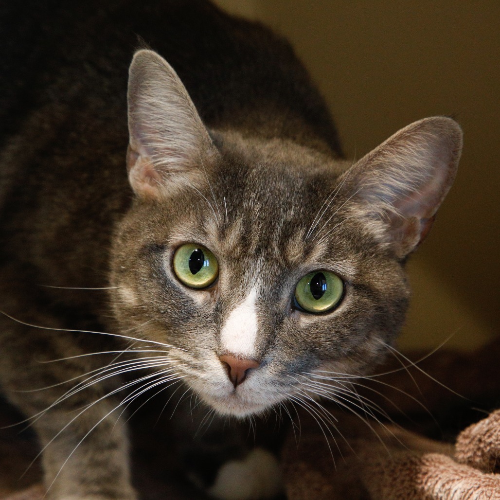 Shelter Stray Female Cat last seen , 3607 N Armenia Ave, Tampa, FL 33607, USA